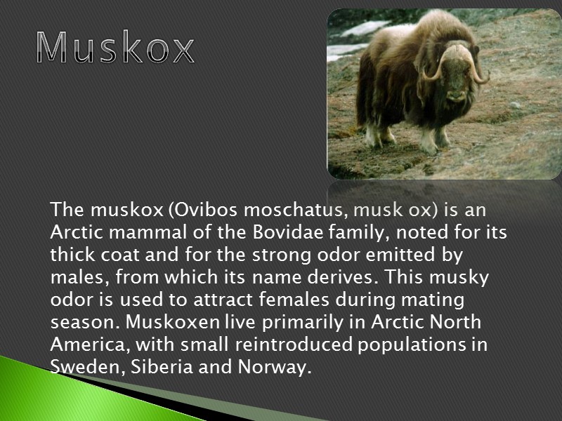 Muskox The muskox (Ovibos moschatus, musk ox) is an Arctic mammal of the Bovidae